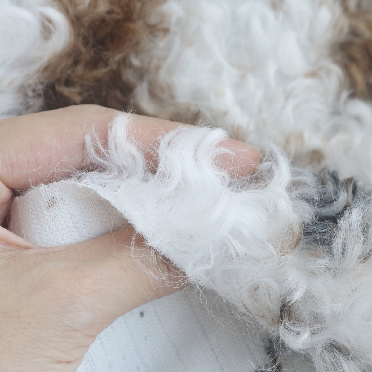 Curly Faux Fur Calico/Cow Print B33
