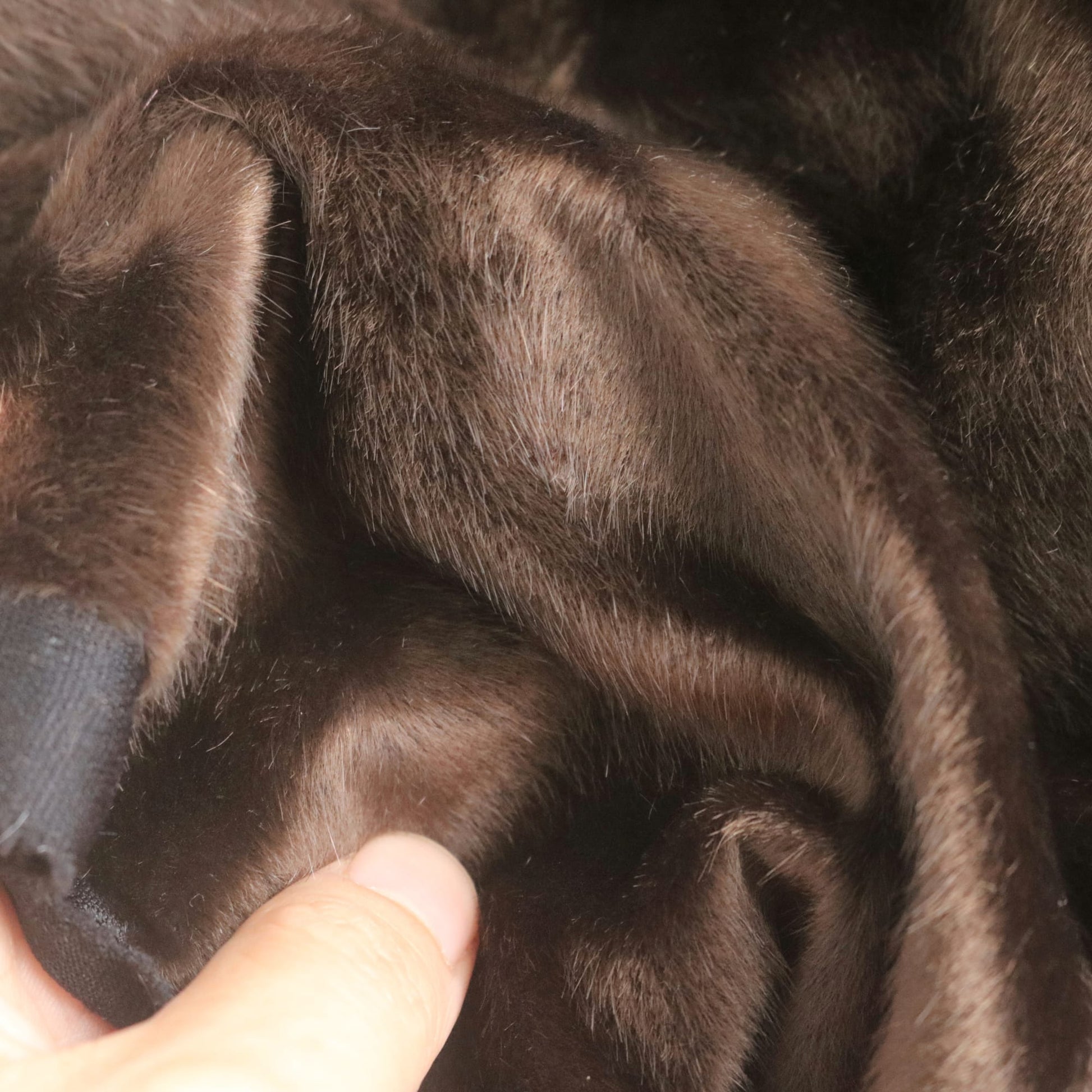 miniature bear fur